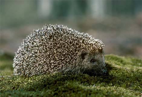 What about hedgehogs? Cars are the most dangerous enemy to them. Cars daily kill hundreds of these animals. Somewhere they are about to extinct. 