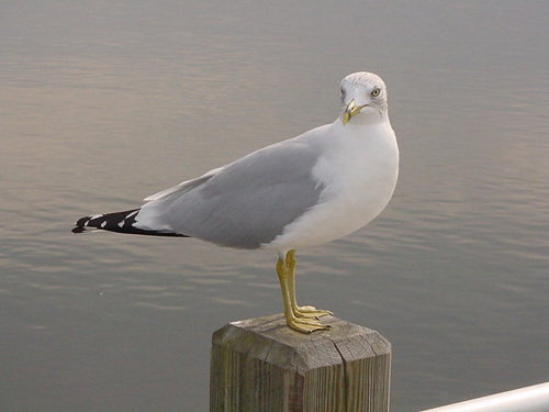  te know te want to unisciti the Seagulls spot!! So will you? Hmmm...