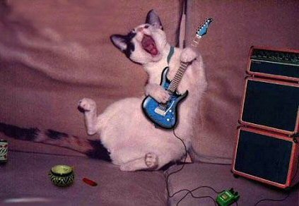  This cat is rockin!