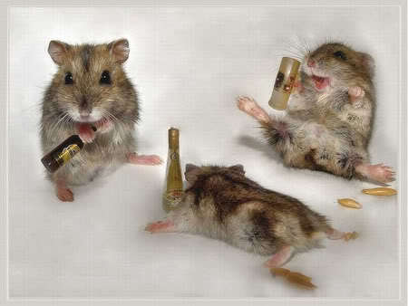  look at thes hamsters whats hapening to this world