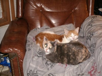  do bạn think my mèo rupert(orange and white)and callie(calico) are cute?