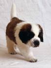  i luv St.Bernards there so cute