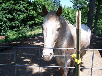  A horse, I Liebe horses. This one used to be mine, but we sold him.