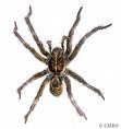  i hate spiders they are the worst living creature