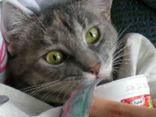  My cat 앤젤 eating yougurt