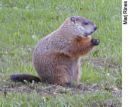  a woodchuck would chuck as much wood as a woodchuck could chuck if a woodchuck could chuck wood.