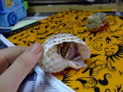  Nope. I really don't feel that... I actually named my pet hermit alimasag Jacob... xD *Trivia: Shell at the back was his nakaraan shell. Jacob just moved into his new shell yesterday. x) hahaha...