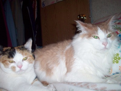  I have two cats, Odie and Coco and theres a dog here that is my moms bf her name is Libb'e ... but i no like her ugh.. me and my mom dont want her. and he treats that dog better than our last dog that died... ugh.. its rude... Coco is the calico one Odie is the brown and white one...