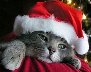  JOYEUX NOEL!! FROHE WEINHNACHTEN!! NATALE ALLEGRO!! And MERRY CHRISTMAS!! To all the beautiful kittehs out there! I Cinta anda ALL!!