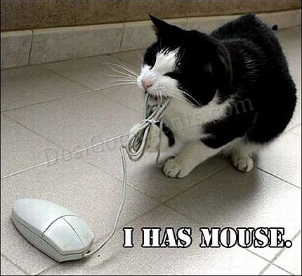  I has a мышь too!!!