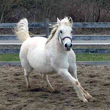  I would buy a pony:3