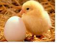  i think the chicken came first cuz if the egg came first how would the chicken get in ?:o i dunno i always thought tht..