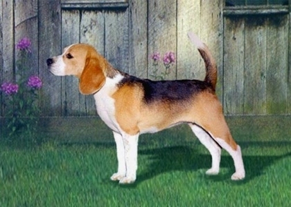 i think u should get a beagle cuz they can be laid back or energetic easy 2 groom but can run away so keep on a leash and they have no health issues except inherrited health issues and supper cute