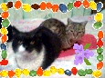  Yes! :) It`s so cute! I Amore animal - the most Gatti and Cani =] On this pic - this is my cats... I found the black cat on the street. It was lost. And i take this cute little cat in my home :)