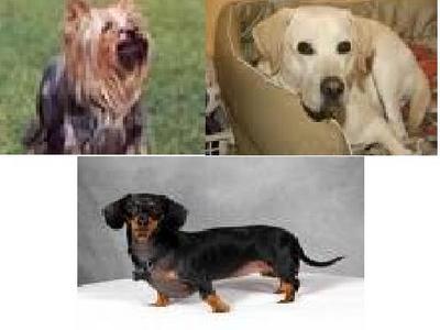  -Doughtson (weiner-dog) -Labrador -Yorkie *I like many other Собаки but Ты asked for three