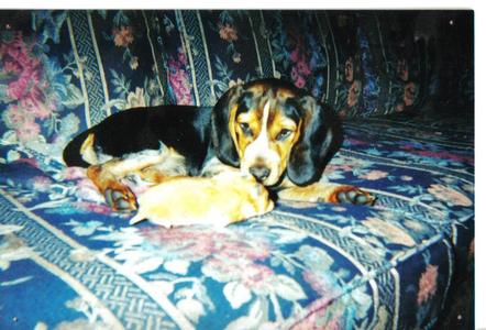 1) Huskie 2) beagle 3) Shiba Inu -Thats my beagle (Dakota) with my hamster (Maple)-