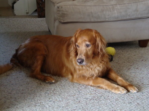  1. Golden retriever 2. Shiba inu 3. pug p.s. my dog doozie: