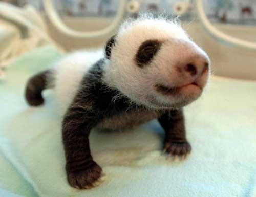  baby panda :)