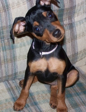  miniture pinscher Adorable and very loving