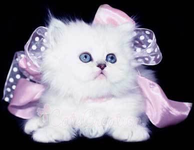 I love it.I think it is really sweet like this little kitty !