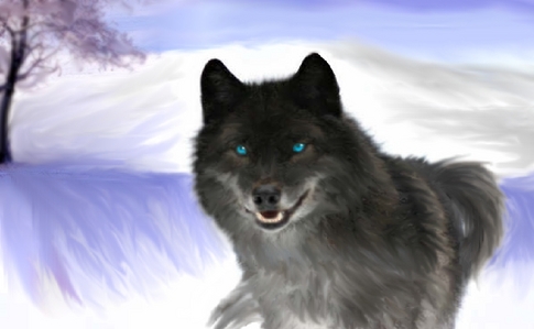 i would want to be a black and grey wolf with blue eyes.