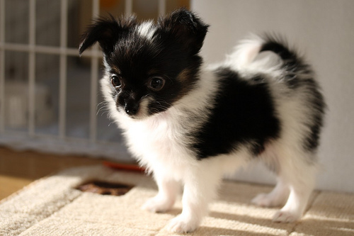  papillon puppy!!! My dog is part papillon (she is also king charles spaniel, perro de aguas ^_^)