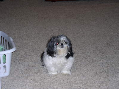  hmmm... Logan for a girl maxxy for a boy here is my dog lilly!