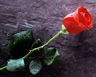  awwwwwwwww....thnx! hhahahaha! funny question! lol! have this rose!!