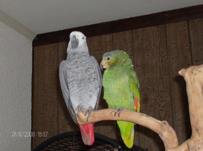  2 parrots :D an african Grey called Edward he's 2 & an 주황색, 오렌지 Winged 아마존 called Bobby she's 1 :D they are gorgeous & soooo funny LOL