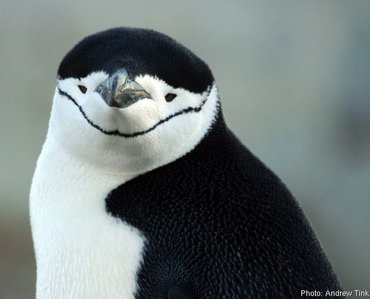 I'd say Skipper. But since I'm a chinstrap penguin, Can I be adopted?
And I would probably be annoying to him cuz chinstrap penguins are bold and wud be most likey to fight with other penguins.