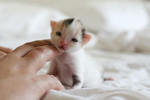 i guess this is sooooooooo cute kitten! i luv ♥♥ kittens!!!