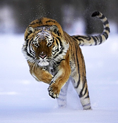  Siberian Tigers.