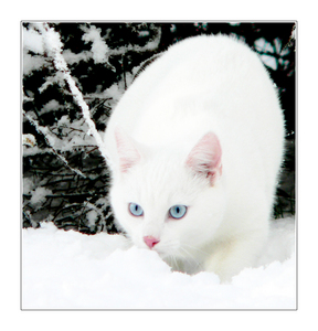  I would be a thunderclan cat no 问题 asked. my warrior name would be snowstorm. i would be a bright white slightly fluffy cat(not fluffy like a kit) with peircing pale blue eyes. i would be a fierce opponent in battle, quick, clever,and vicious. i would be called snowstorm because i would be so fast i would just look like a blurry wurlwind of white fur, like a snowstorm. oh yeah, and my mate would either be firestar (if i were very lucky) 或者 cloudtail.