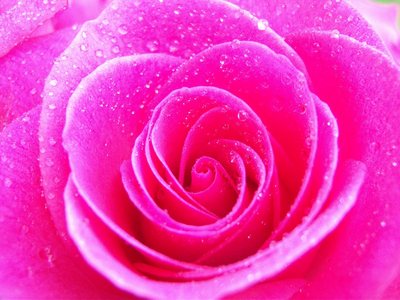  rosado, rosa flor ;D