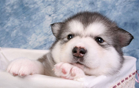  This is adorable......Me cinta huskies!!!