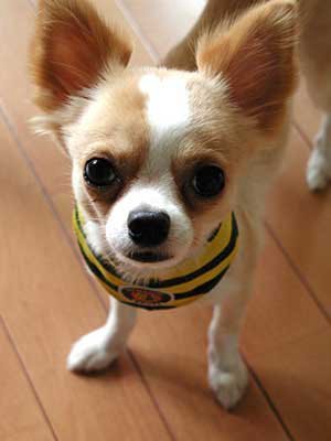  im realy like Chihuahua's im have one at trang chủ
