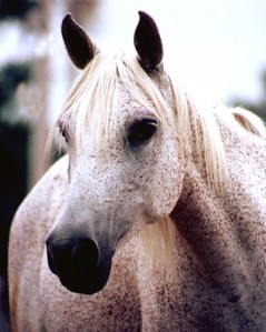  my favourite breed is the arabian. There so beautiful and are very hardy. They are also very friendly. I dont know if this horse is arabian but it still very pretty
