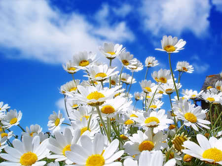  *smiles* Put the flor por your cama and tu will have sweet dreams tonight :) Here is some más for ya :)