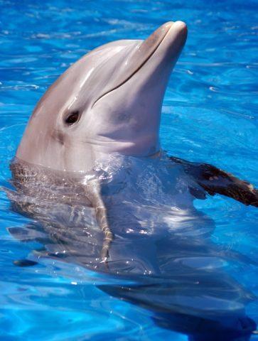  I Любовь Dolphins, they are so beautiful :)