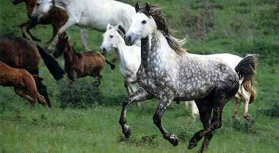  chevaux ! Freedom . .