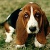 i love basset hounds there so cute