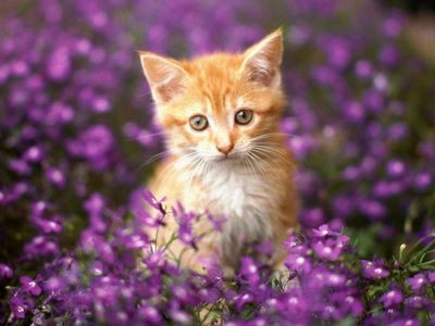 I would be in Thunderclan and my warrior name would be Sparklekit/paw/flower. Doesn't it give you a pretty image? Like its night and a star shaped flower on a bush that has alot of pretty colors and it sparkles under the moonlight. I would be a small light ginger she-cat with a white chest and muzzle. I would have amber or light orange eyes. I actually found a picture of it! :D