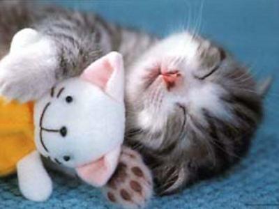  I Amore Kittens!