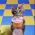  Happy birthday hope its a good giorno hope u like birthday cat if u like Gatti its cute =)