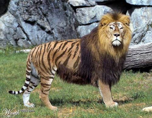  A liger. ^^