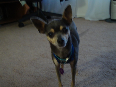  hey. i have a chihuahua and here is a pic of her!! her name is Maggie!