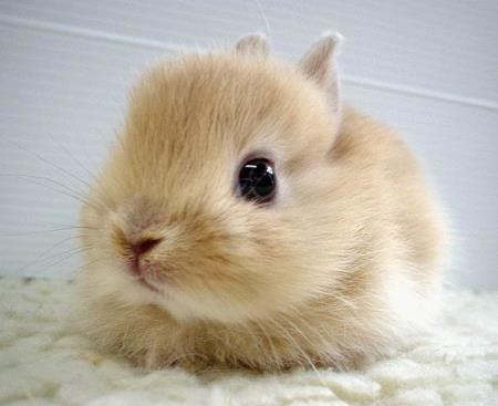 It's my favorite Bunny pic ^^ isn't it cute ?