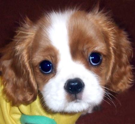  So cute!! I want him! This puppy's cute too!