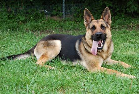  German Shepherd....i had one and he was so great:( and i wanna get another one very soon....