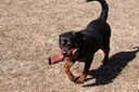  For me it would be any large dog just about especially a dog thats breed has a bad rep because they can be great Собаки my service dog Maggie is a Rottie and she's helping change the worlds idea of Rottweilers i mean like Cesar says no dog is еще aggressive than others its just how Ты raise them